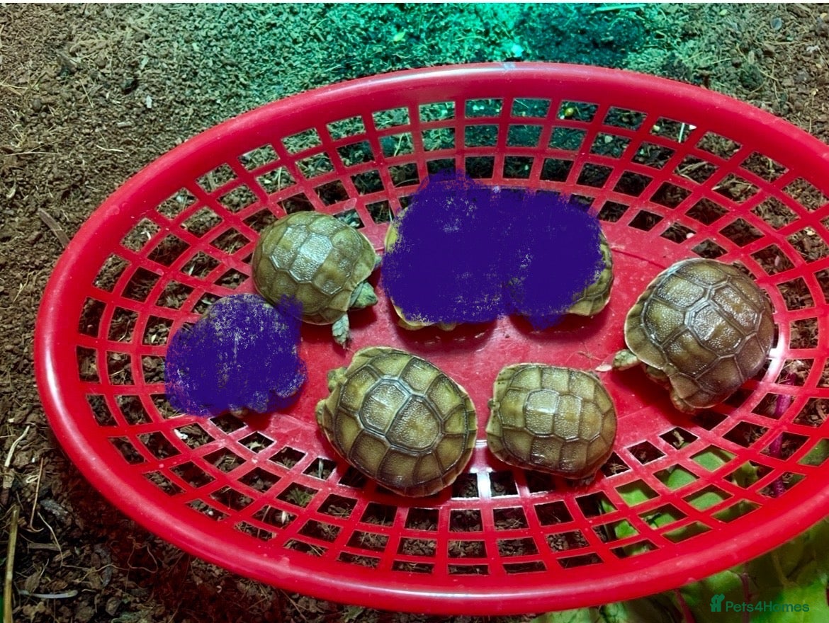 Tortoise reptiles Spur thighed tortoise hatchlings  - Advert 1