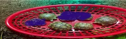 Tortoise reptiles for sale: Spur thighed tortoise hatchlings  - Advert 1