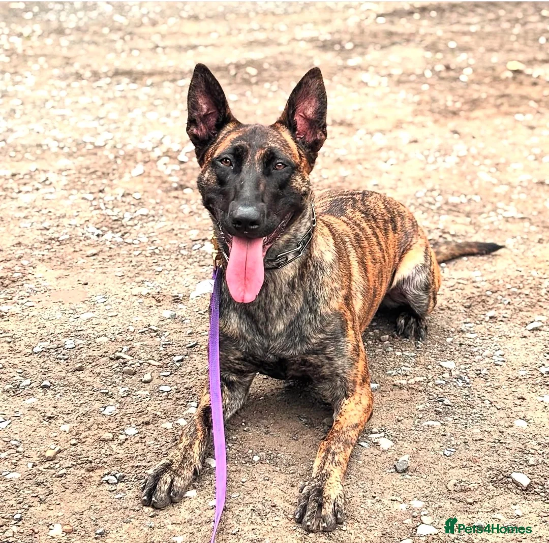 Belgian Shepherd Dog dogs for sale: Dutch Herders - Advert 8