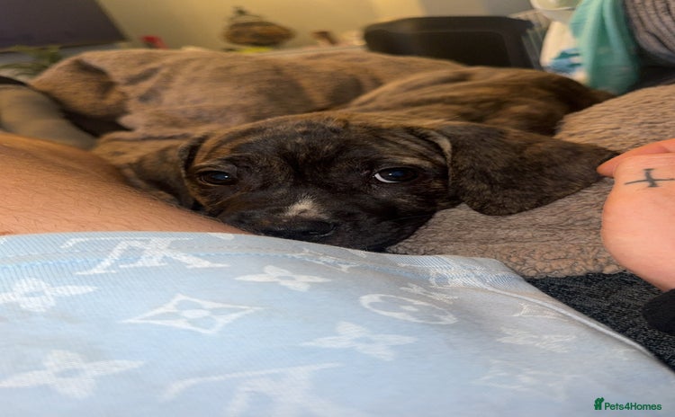 Mixed Breed dogs for sale - Advert 1
