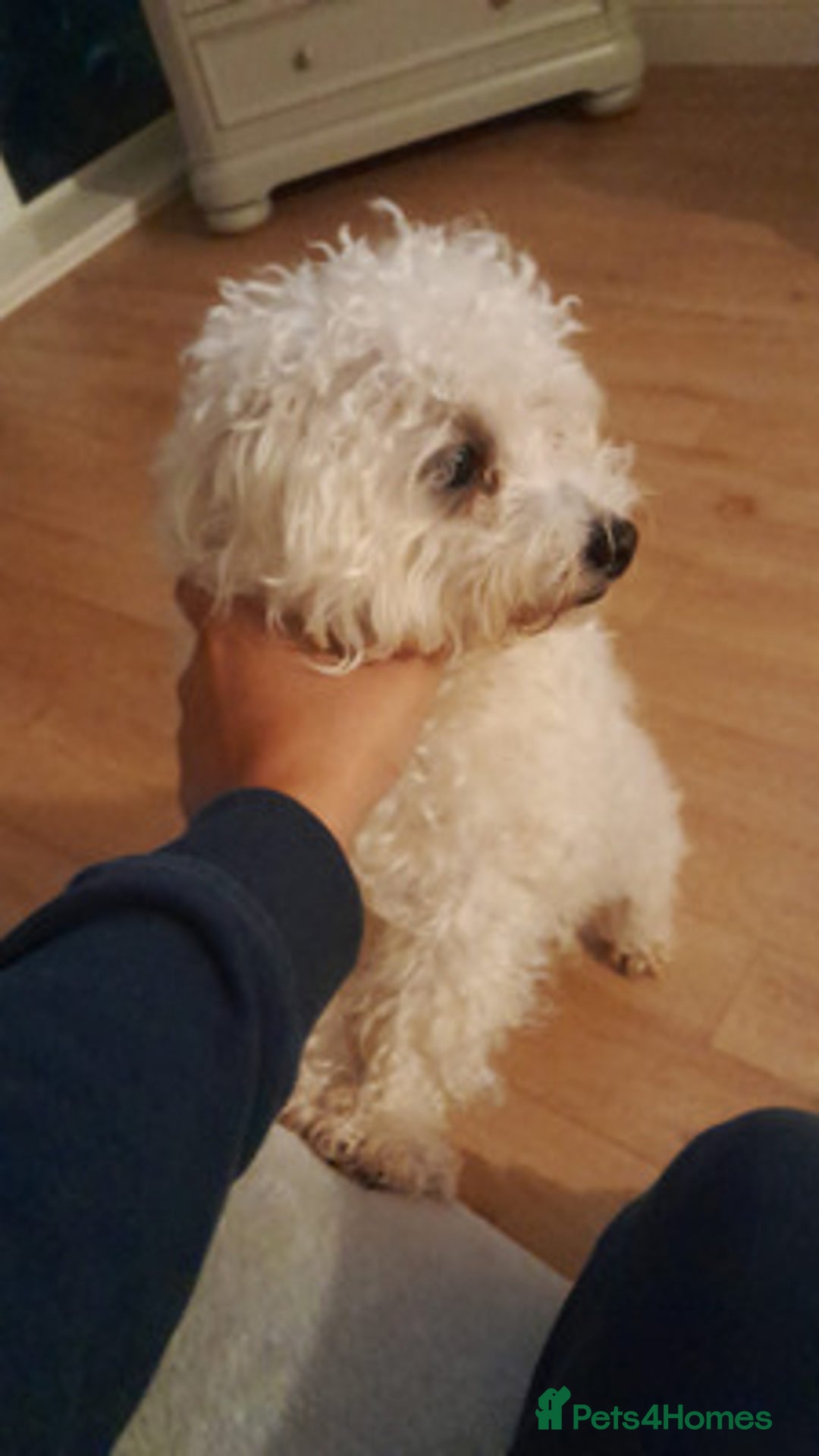 Maltese dogs for sale: beautiful maltese girl - Advert 2