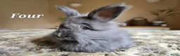 Angora rabbits for sale: Quality Angora Rabbits  - Advert 9