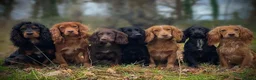 Cocker Spaniel dogs for stud: Golden cocker stud in Crediton - Advert 4