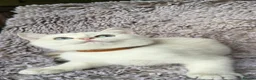 British Shorthair cats for sale: GCCF Gorgeous British Shorthair kittens  - Advert 6