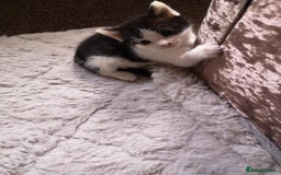 Domestic Shorthair cats for sale:  Adorable Black & White Kittens   - Image 3