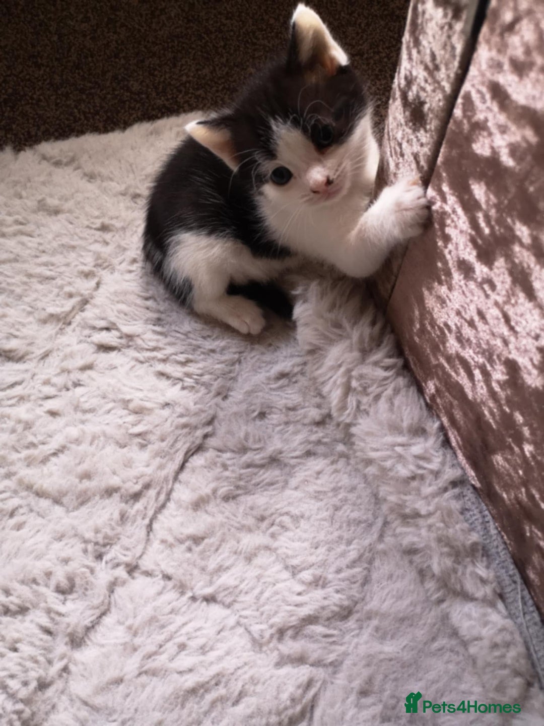 Domestic Shorthair cats for sale:  Adorable Black & White Kittens   - Image 3