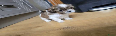 Shih Tzu 2