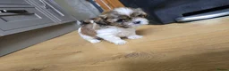 Shih Tzu dogs for sale: Shih Tzu puppies  - Advert 10