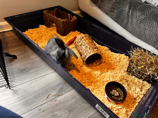 Lionhead rabbits for sale - Advert 2