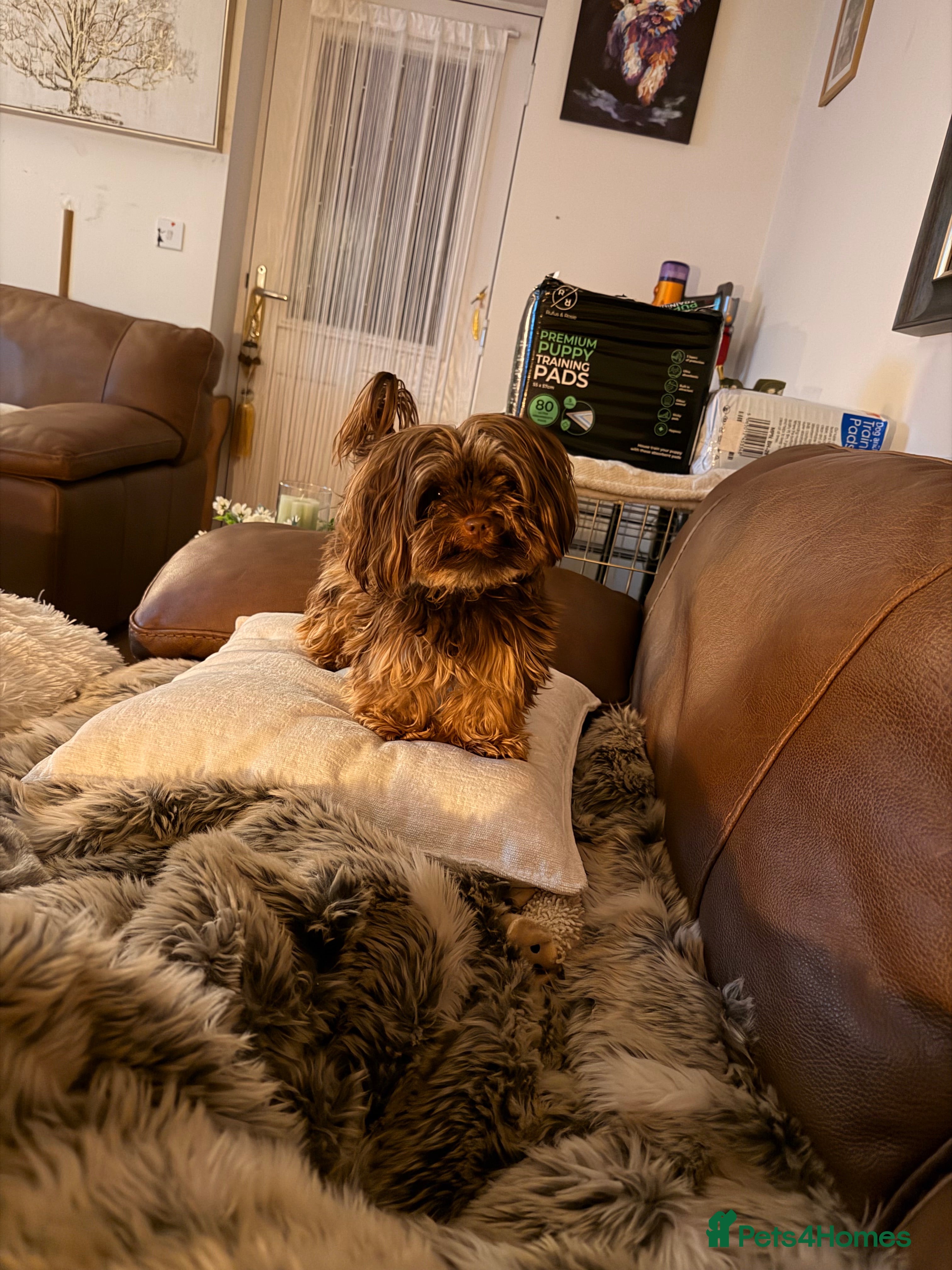 Biewer Terrier dogs Milo  - Advert 6