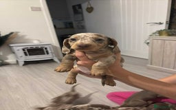 Dachshund dogs for sale: Isabelle and tan dachshund pups  - Image 13