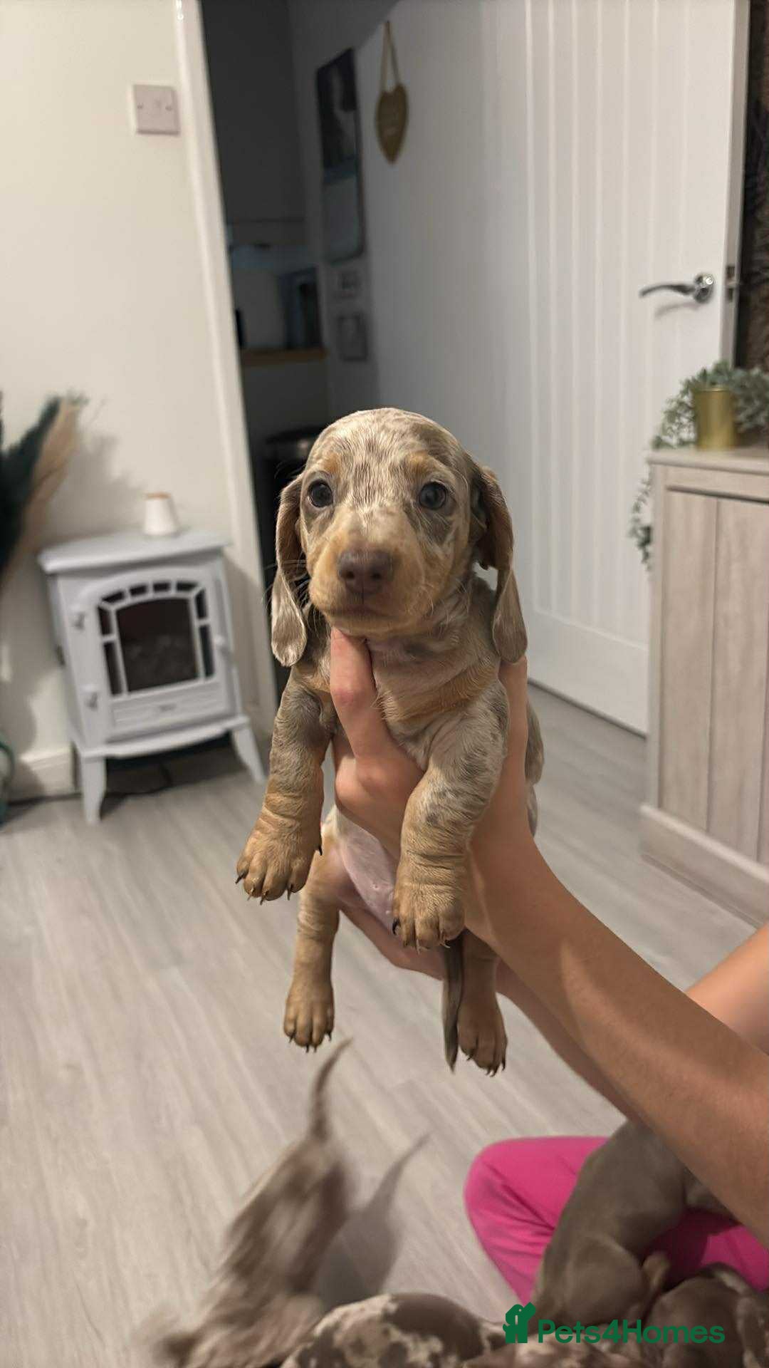 Dachshund dogs for sale: Isabelle and tan dachshund pups  - Image 13