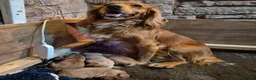 Cocker Spaniel dogs for sale: Beautiful working cocker spaniels - Advert 11