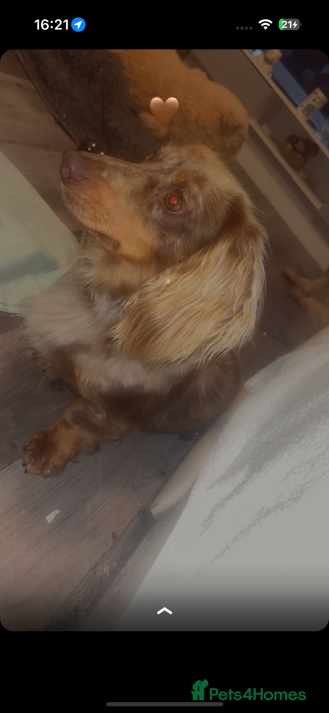 Dachshund dogs for sale: Miniature dachshund puppies for sale  - Advert 3