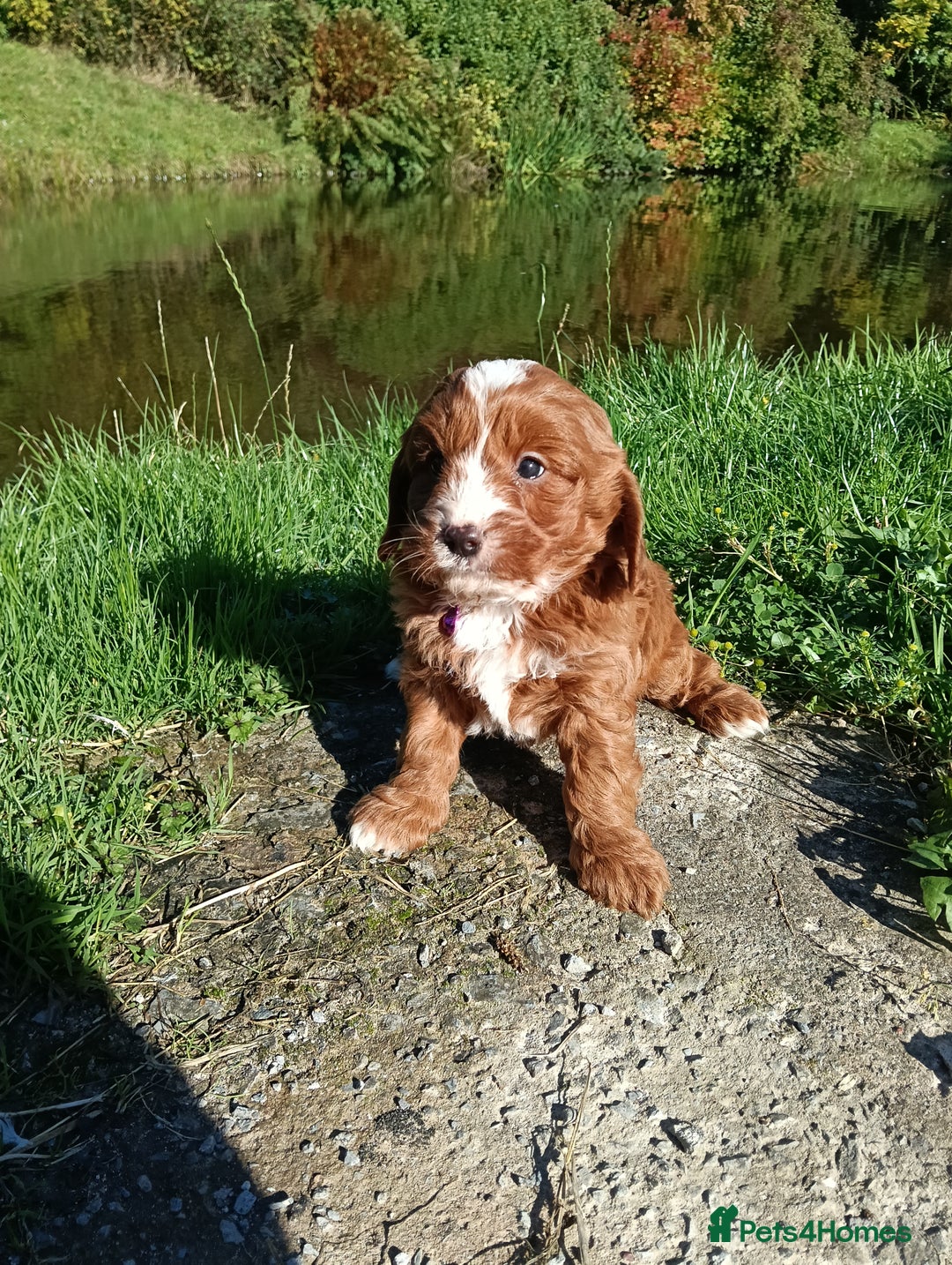 Cavapoo dogs for sale: Scrumptious Cavapoo puppies- Dad PRA tested - Image 8
