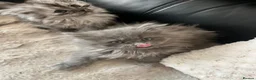 Persian cats for sale: Beautiful Persian babies ready now   - Advert 6