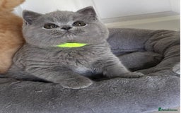 British Shorthair cats for sale: Gccf registered pedigrees kittens - Image 18