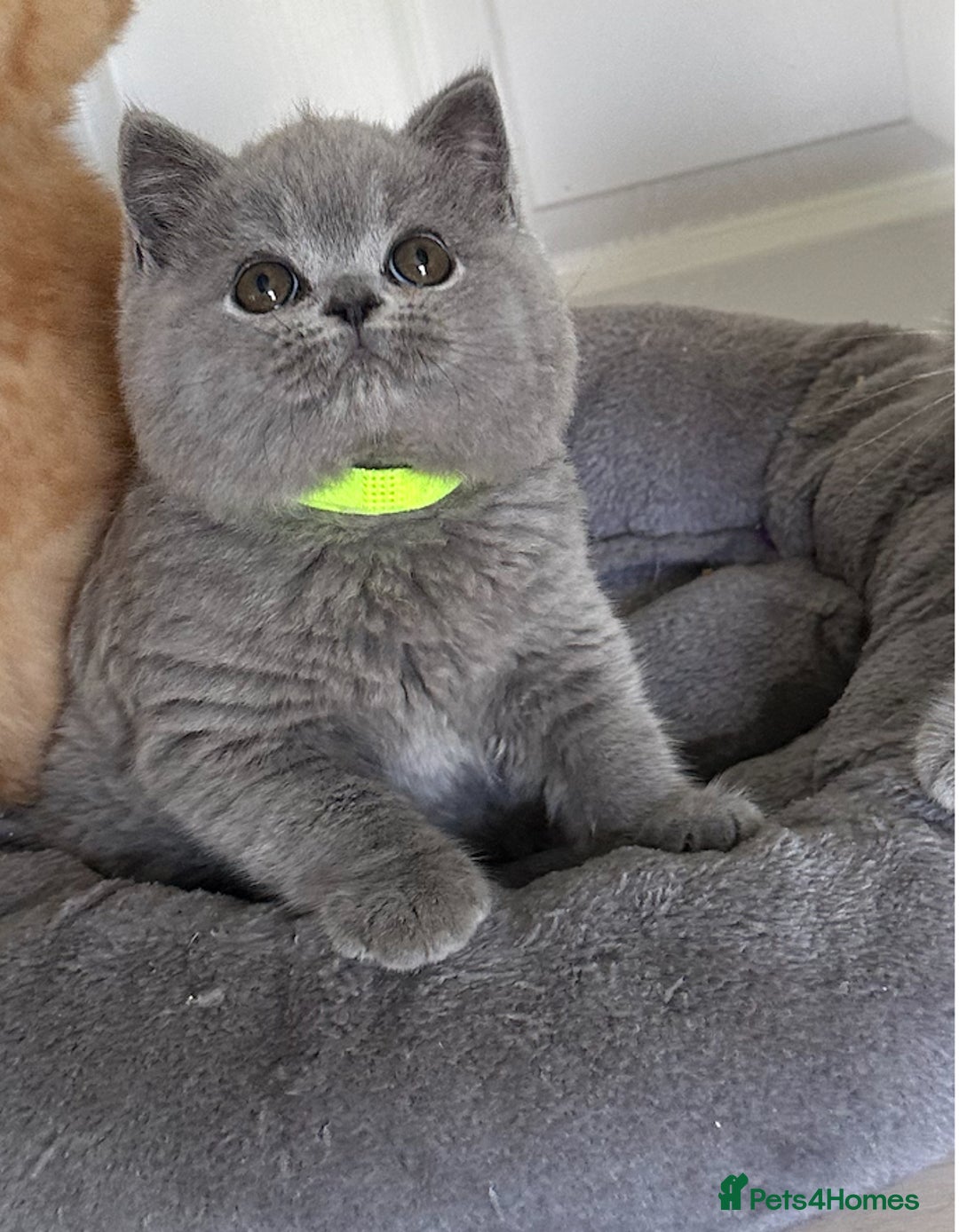 British Shorthair cats for sale: Gccf registered pedigrees kittens - Image 18