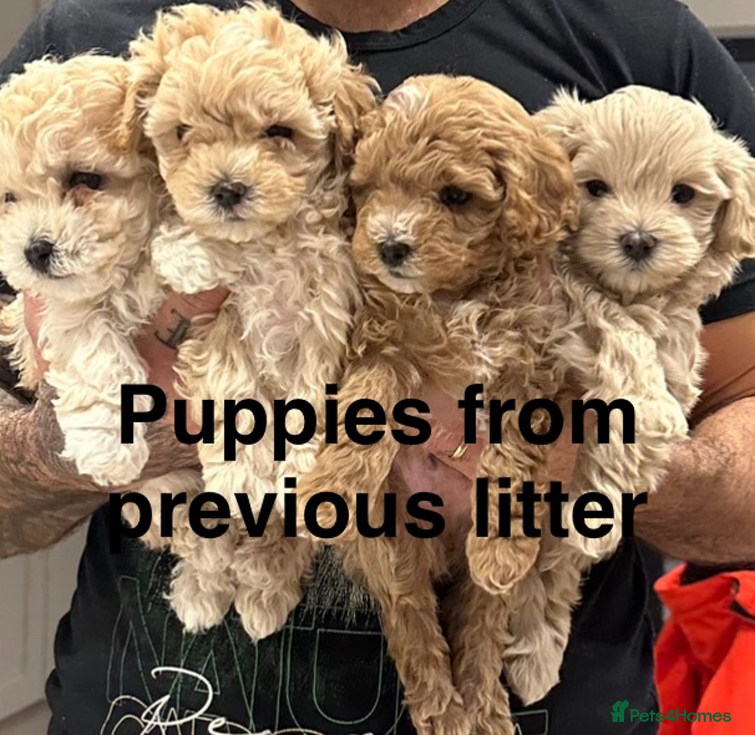 Maltipoo dogs for sale: Rare maltipoo puppies please read description  - Advert 7