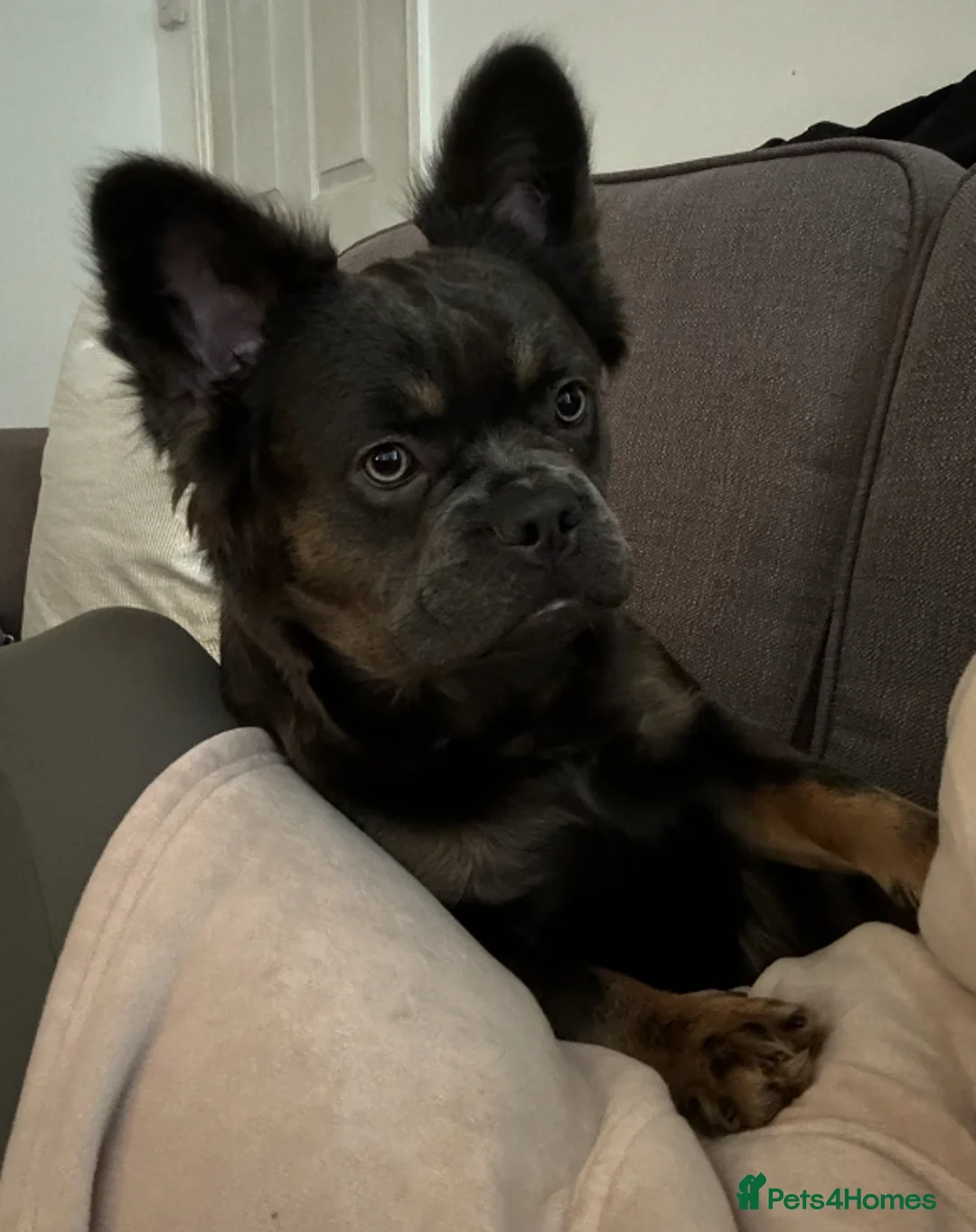 French Bulldog dogs for sale: Miss  in Weston-super-Mare - Advert 2