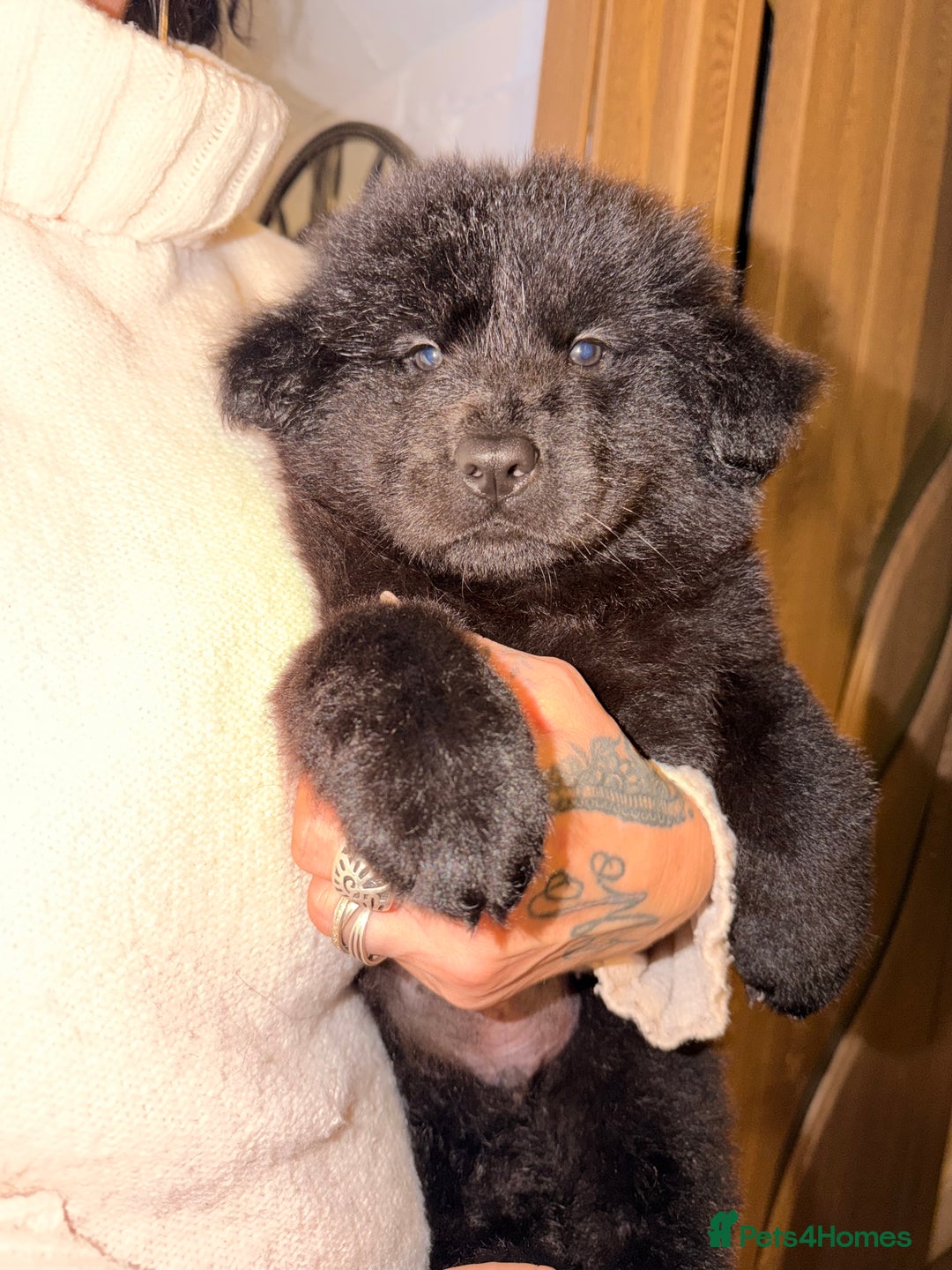 Mixed Breed dogs for sale: 🧸CHOW SHEPHERDS🧸 little bears ready now! - Advert 6