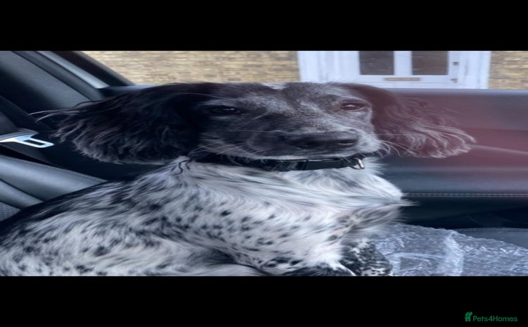 English Springer Spaniel dogs 💖🐶 KATIE-A LITTLE SPANIEL GIRL 💖🐶 - Advert 1