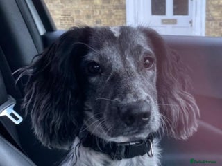 English Springer Spaniel dogs 💖🐶 KATIE-A LITTLE SPANIEL GIRL 💖🐶 - Advert 4