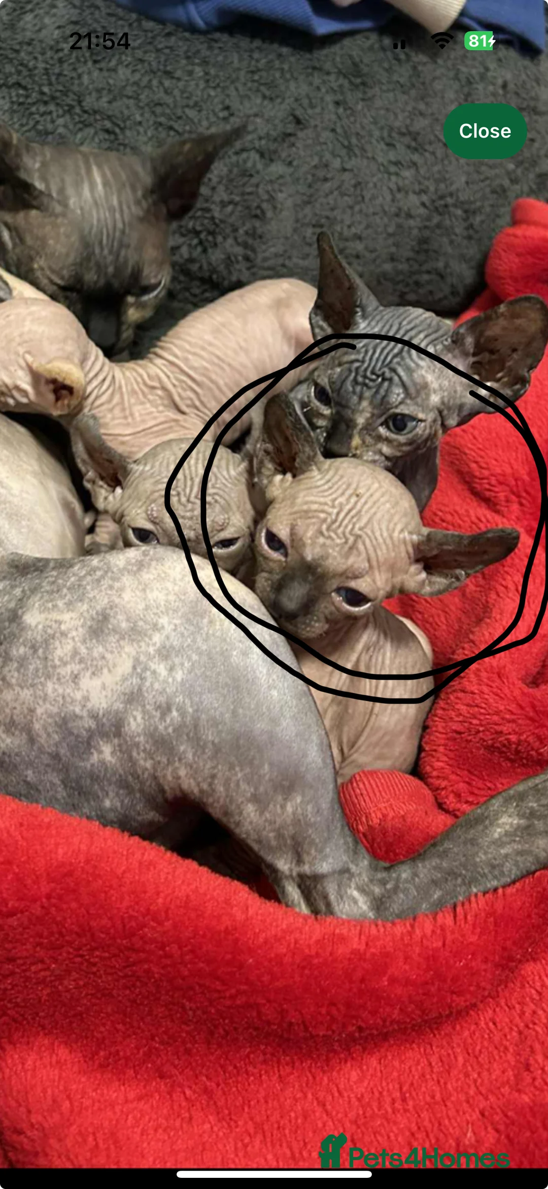 Sphynx cats for sale: Sphynx - Advert 4