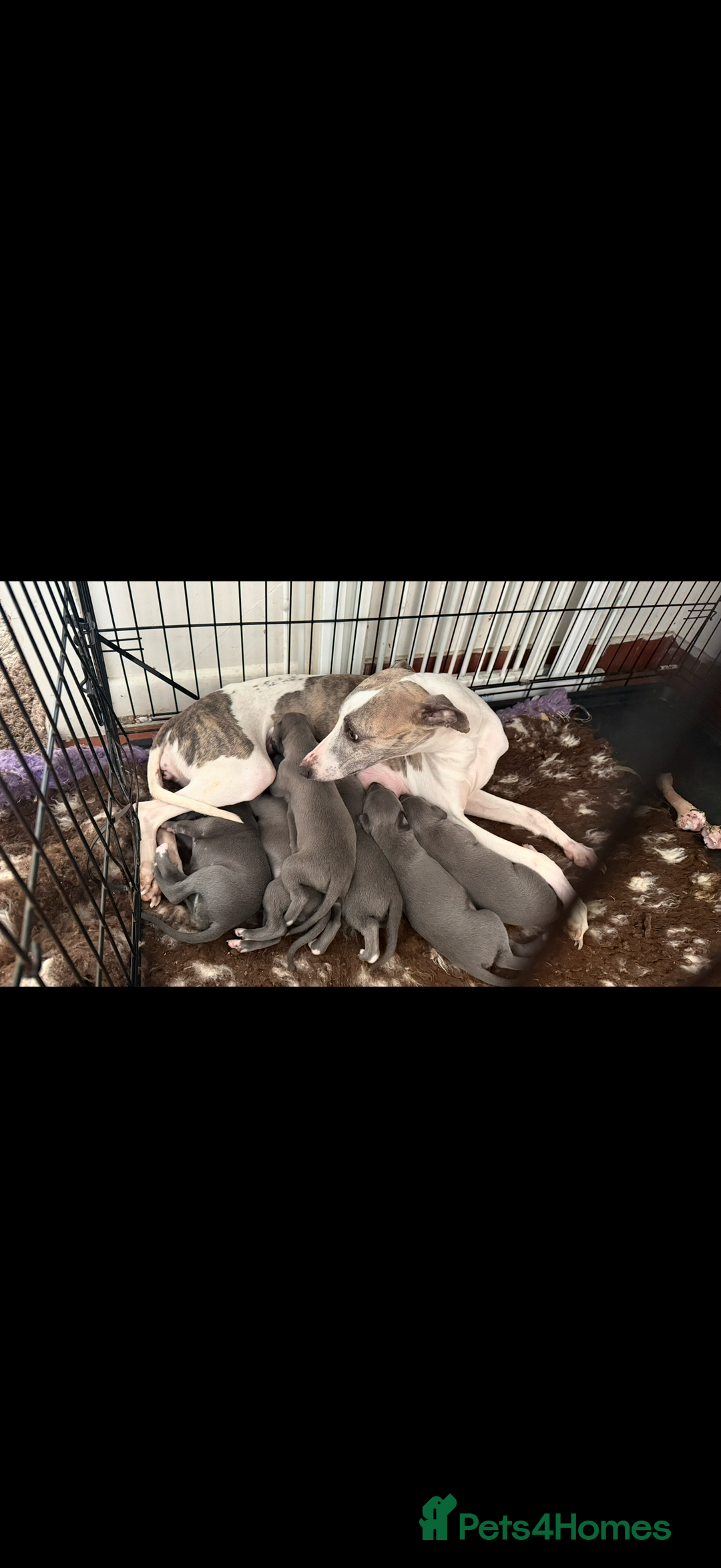 Whippet dogs for sale: Beautiful blue whippets  - Image 2