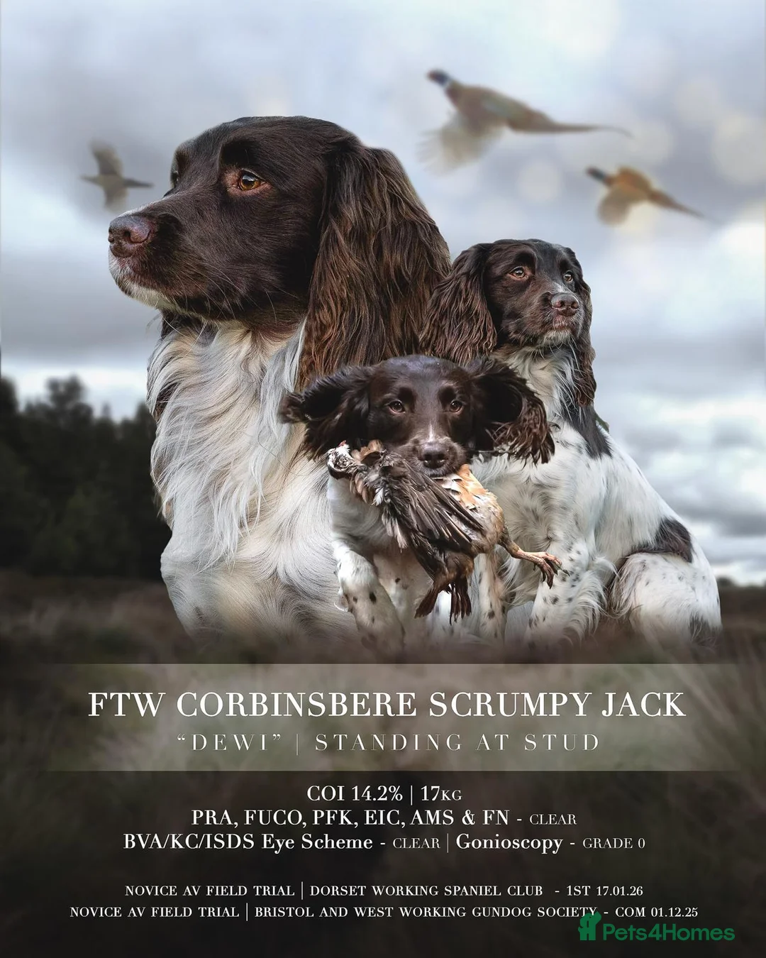 English Springer Spaniel dogs for stud: At Stud - FTW Springer Spaniel  in Warminster - Advert 1