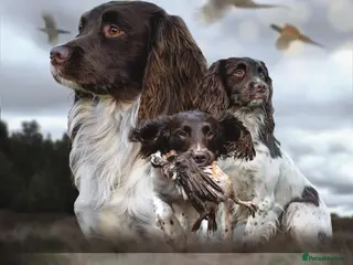 English Springer Spaniel dogs At Stud - FTW Springer Spaniel in Warminster - Advert 8