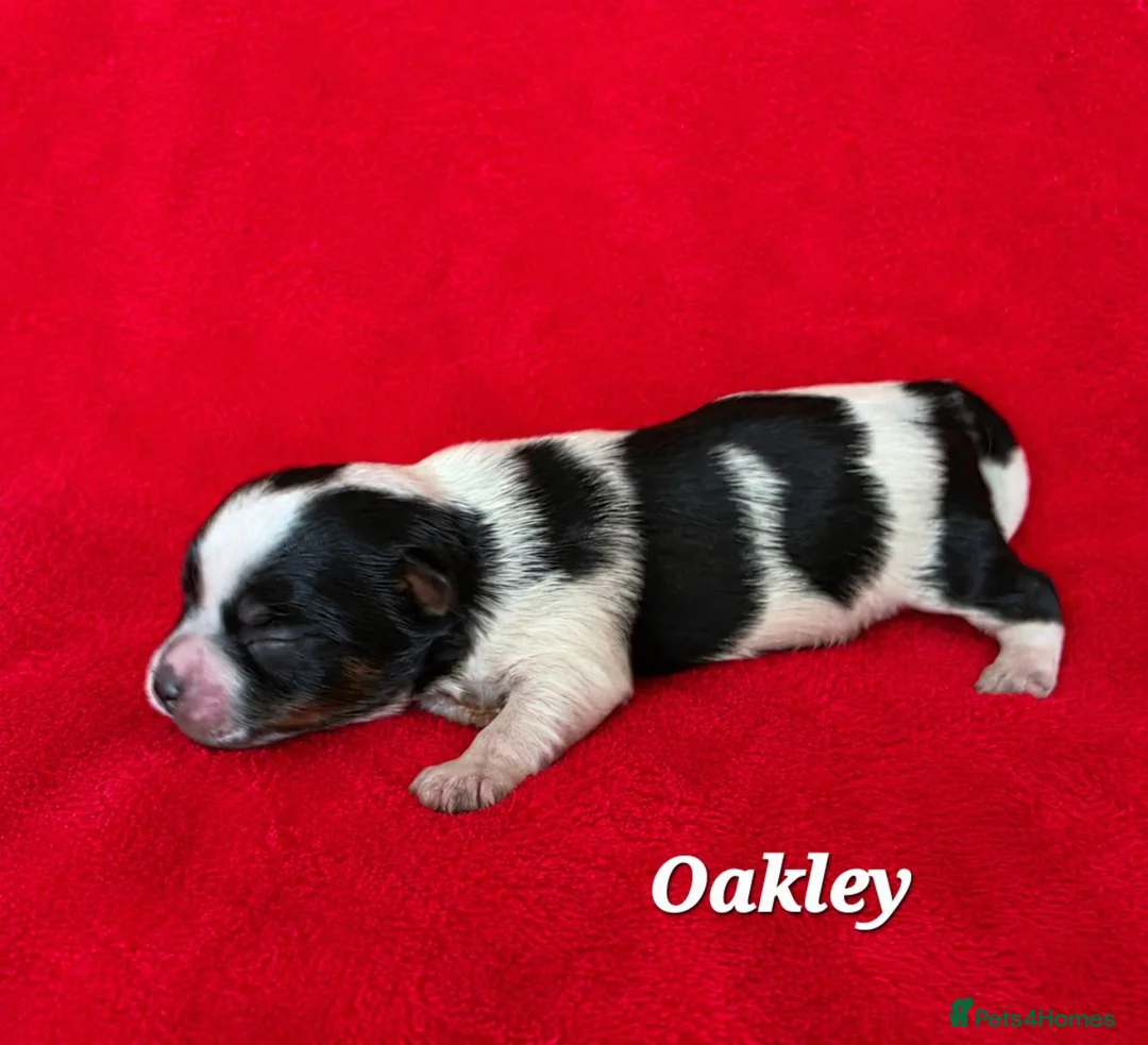 Biewer Terrier dogs for sale: 1 Stunning boy 1 beautiful girl - Advert 1