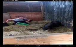 Pig livestock for sale: Ronnie and reggie  - Image 2