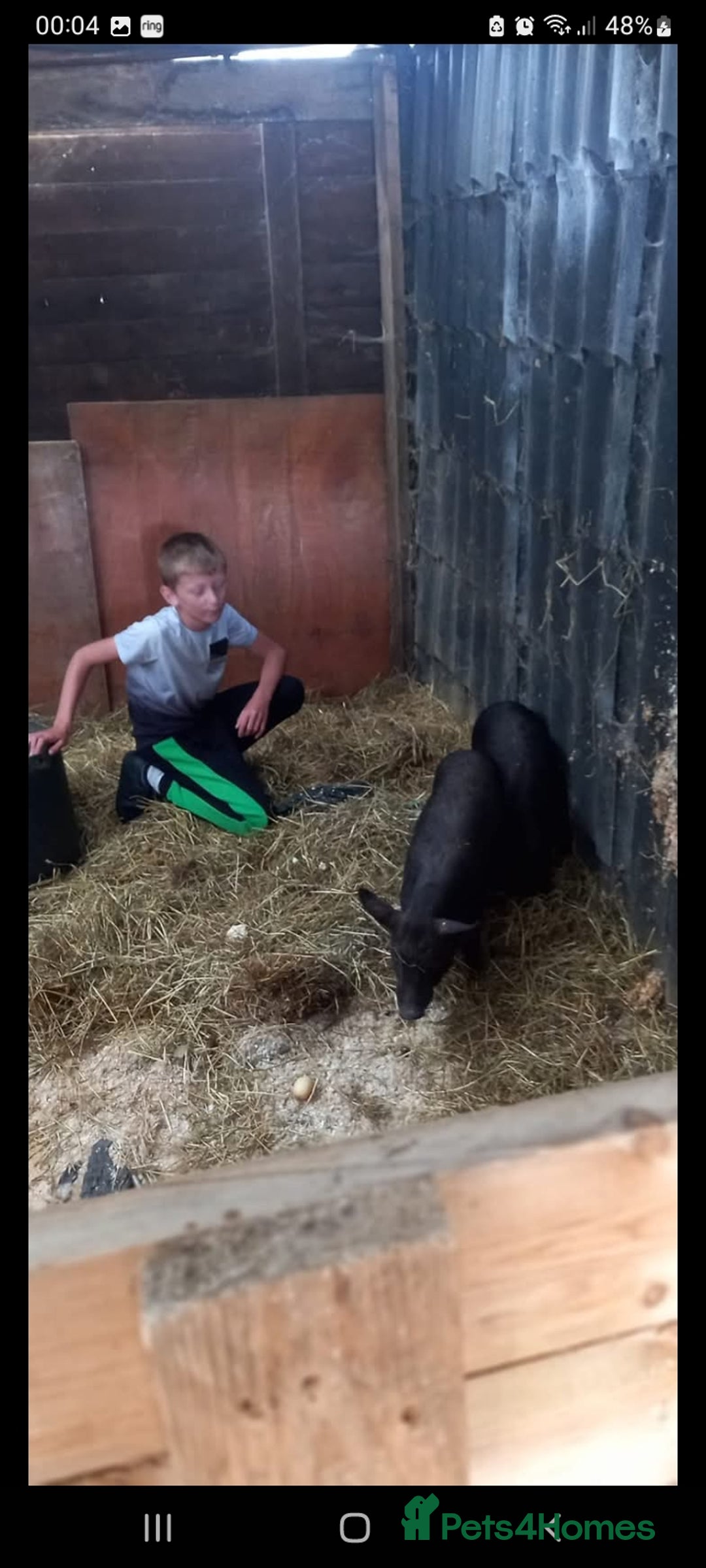 Pig livestock for sale: Ronnie and reggie  - Image 2