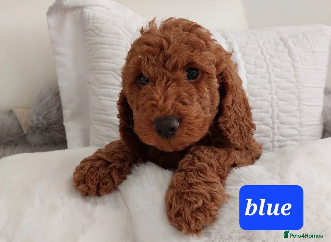 Miniature Poodle dogs for stud: Red Miniature Poodle for STUD - Advert 4