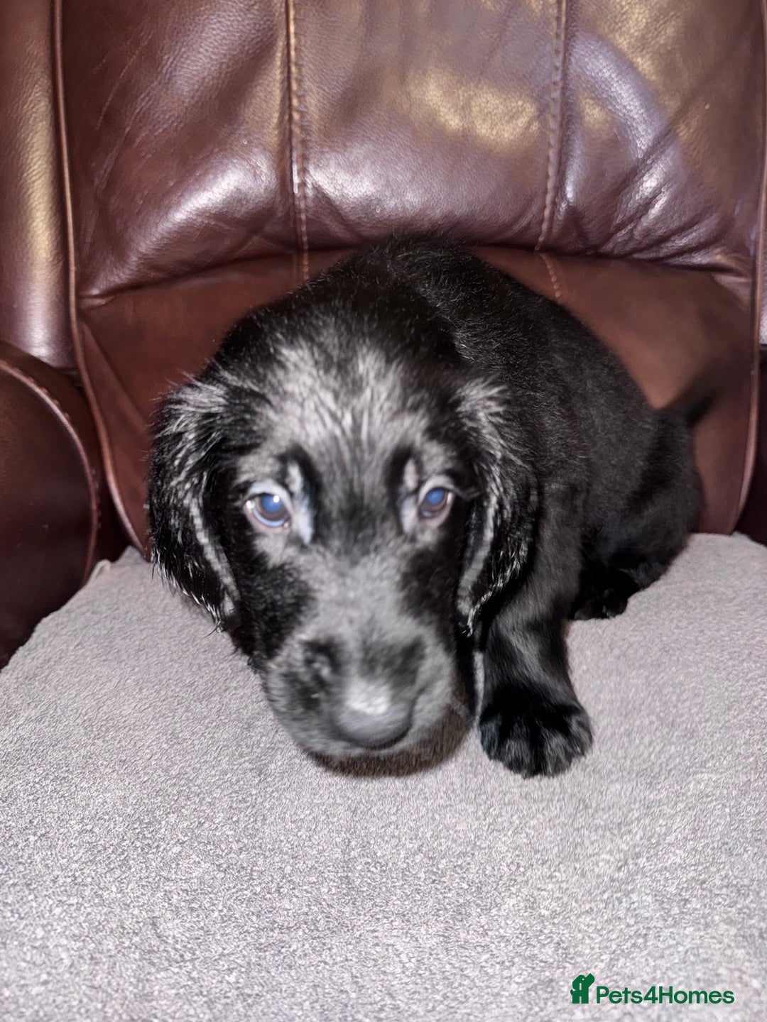 Flat coated Retriever dogs for sale: Flat coat Retriever puppies  - Image 11