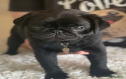 Pug dogs for stud: Kc registered tiny black pug for stud - Image 13