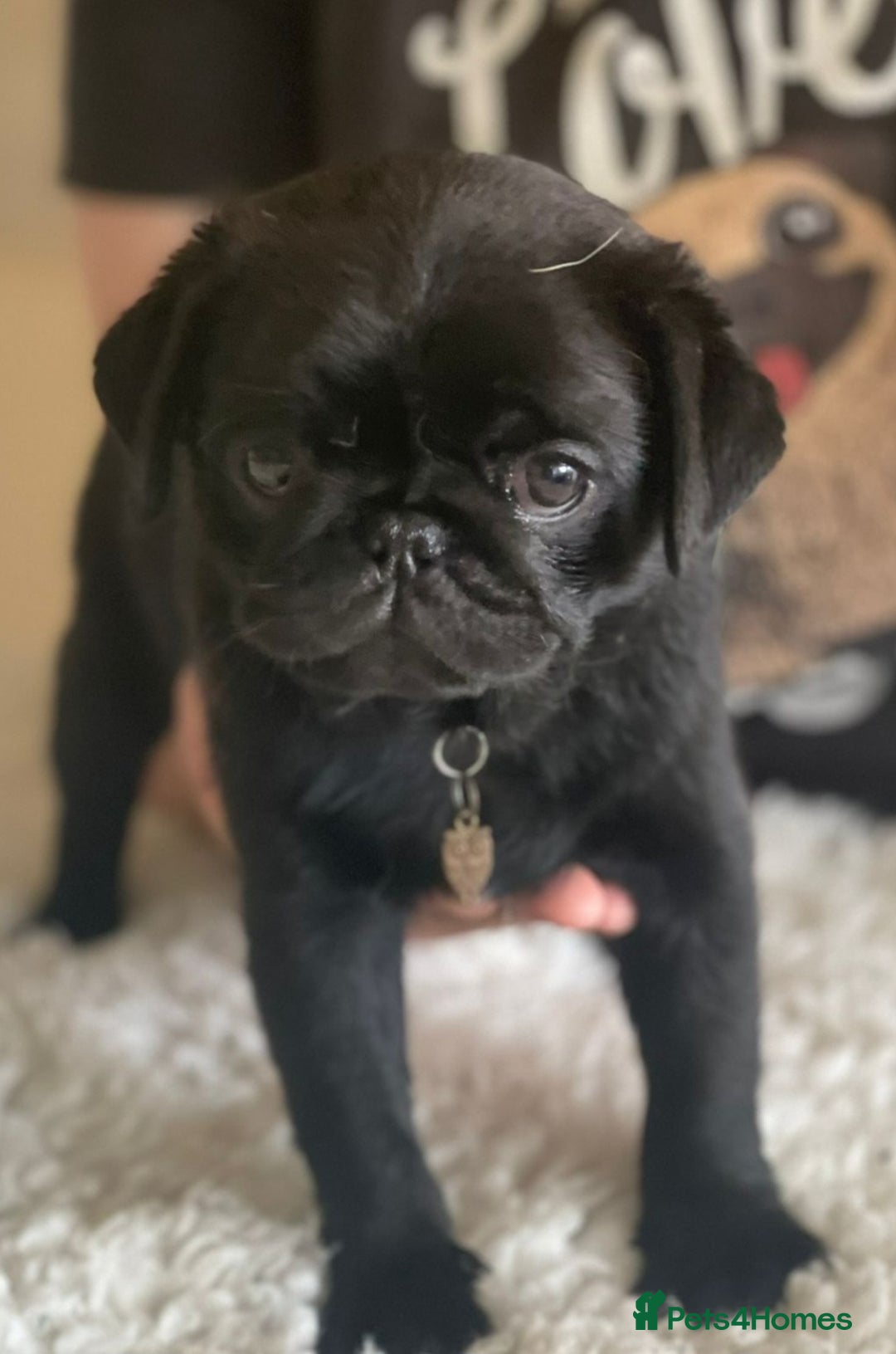 Pug dogs for stud: Kc registered tiny black pug for stud - Image 13