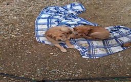 Mixed Breed dogs for sale: Whippet rottweiler  - Advert 9