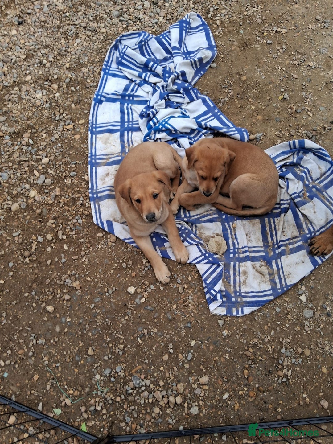 Mixed Breed dogs for sale: Whippet rottweiler  - Advert 9