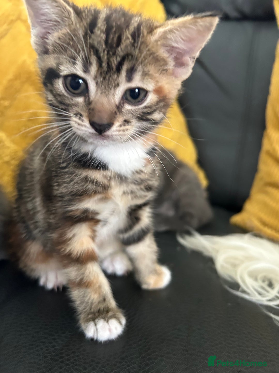Domestic Shorthair cats for sale: 4 beautiful kittens  - Image 8