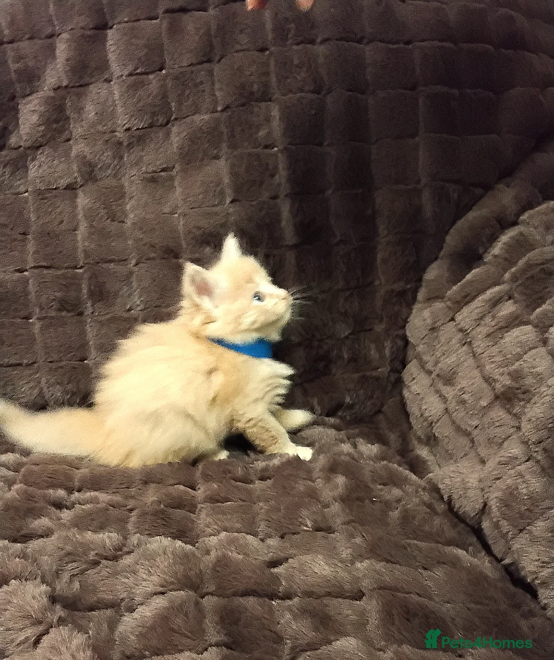 Maine Coon cats for sale: Exceptional Maine Coon kittens available - Advert 13