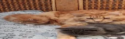 Maine Coon cats for sale: Maine Coon xl  - Advert 6