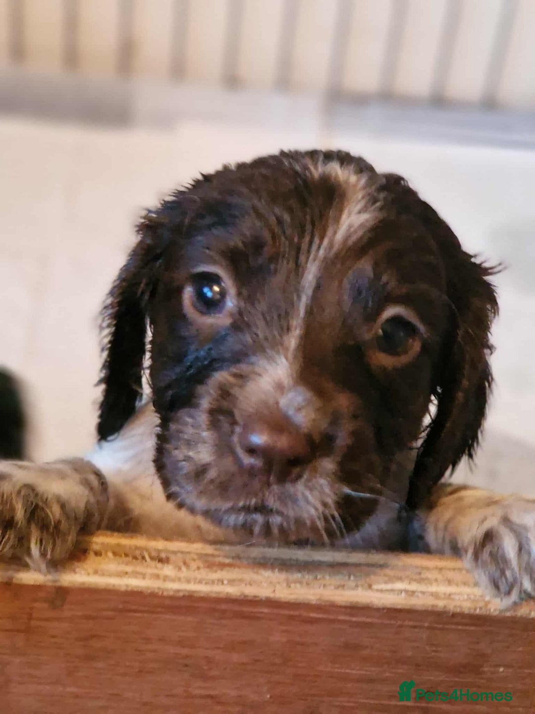 Cocker Spaniel dogs for sale: Stunning COCKER SPANIEL for sale - Image 5