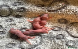 Mouse rodents for sale: Pet fancy mice babies  in Honiton - Image 21
