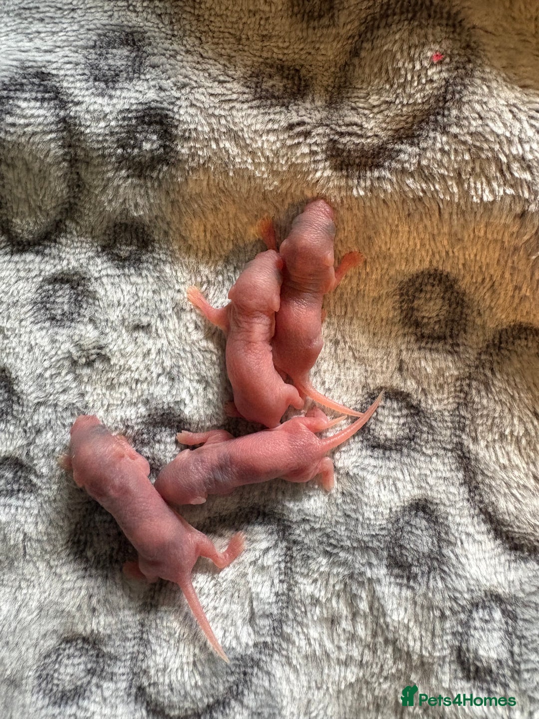 Mouse rodents for sale: Pet fancy mice babies  in Honiton - Image 21