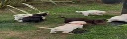 Labrador Retriever dogs for sale: ✨beautiful chunky pedigree Labradors✨ - Advert 7
