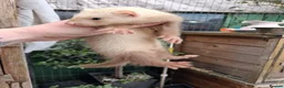 Ferret rodents for sale: Four sandy hobs - Advert 2