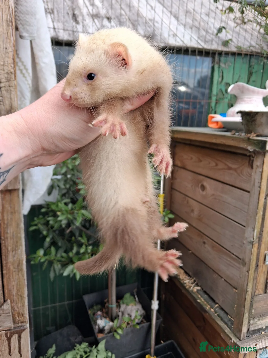 Ferret rodents for sale: Four sandy hobs - Advert 2