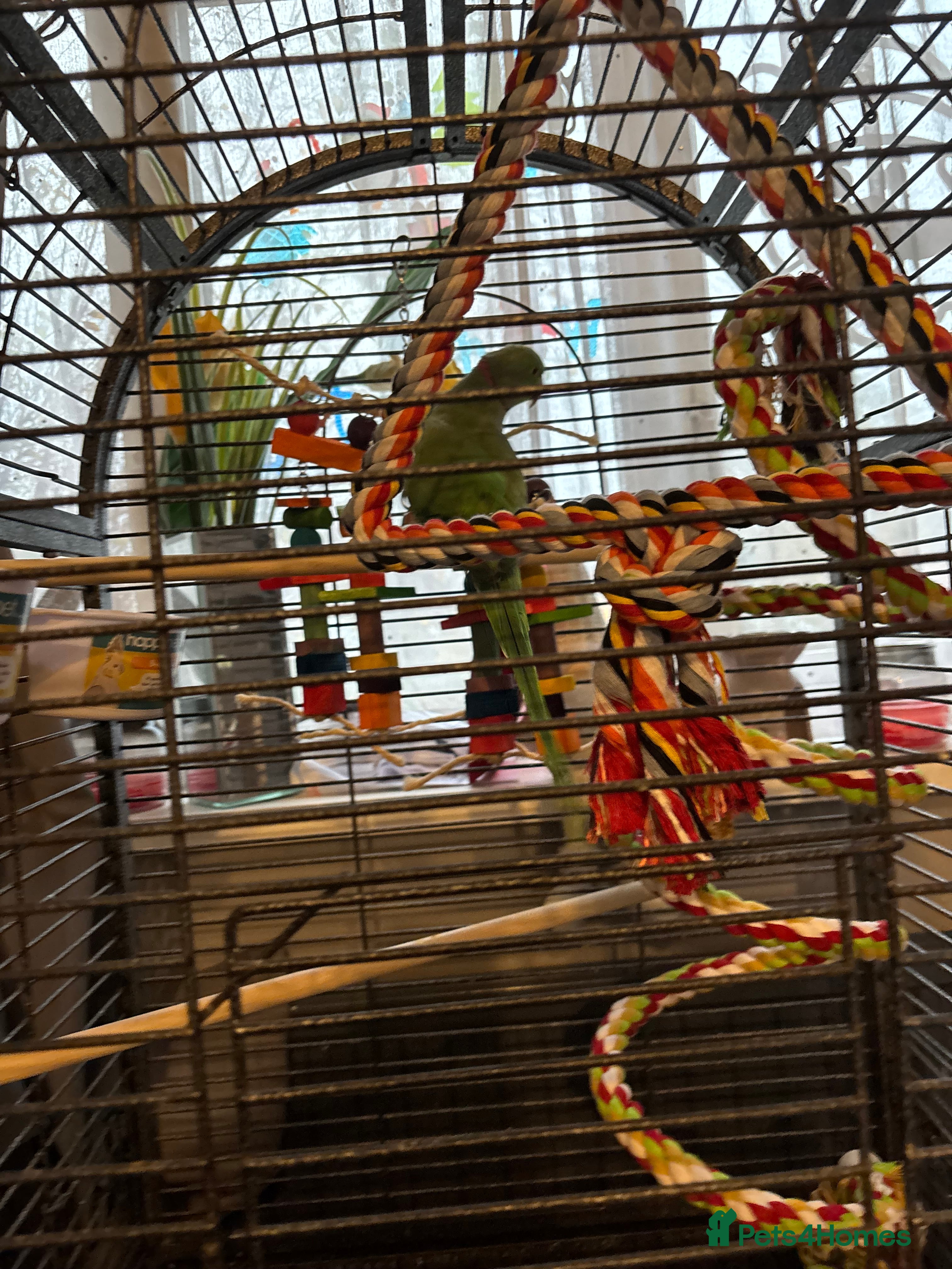 Ringnecks birds Ernie the ringneck - Advert 1